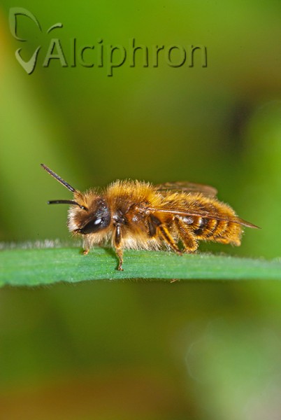 Andrena taraxaci