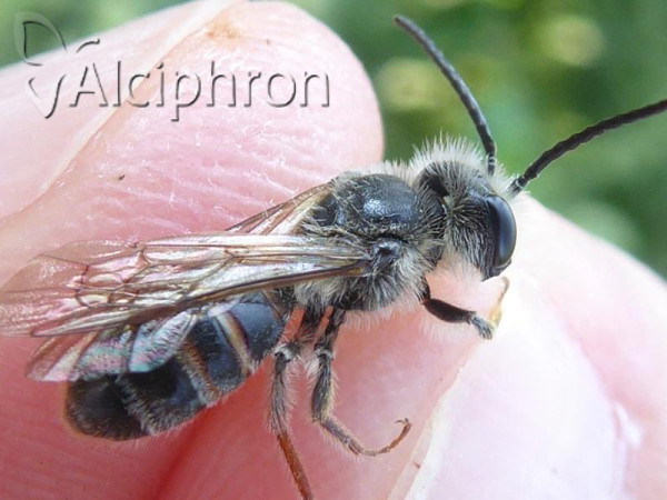 Andrena trimmerana