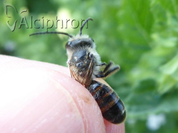 Andrena trimmerana