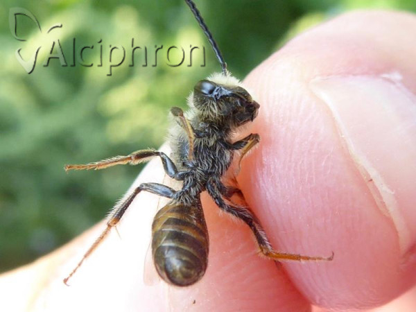 Andrena trimmerana