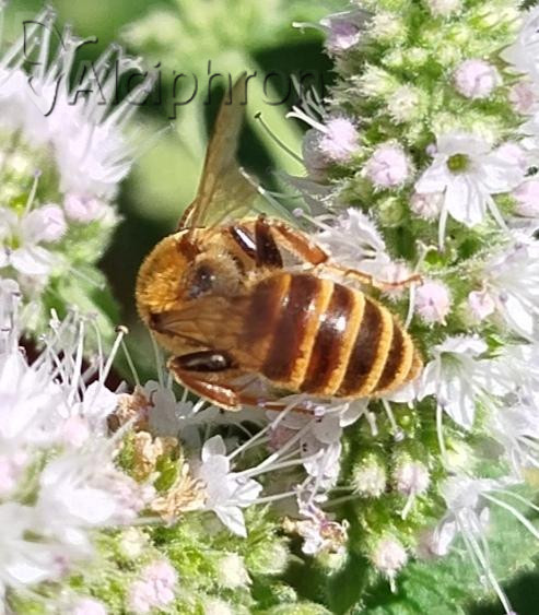 Andrena variabilis