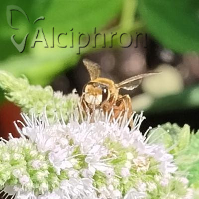 Andrena variabilis