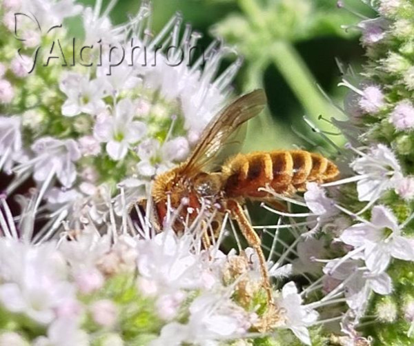 Andrena variabilis