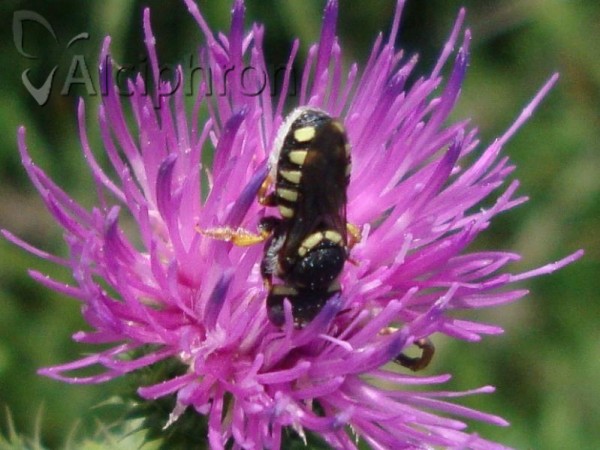 Anthidiellum strigatum