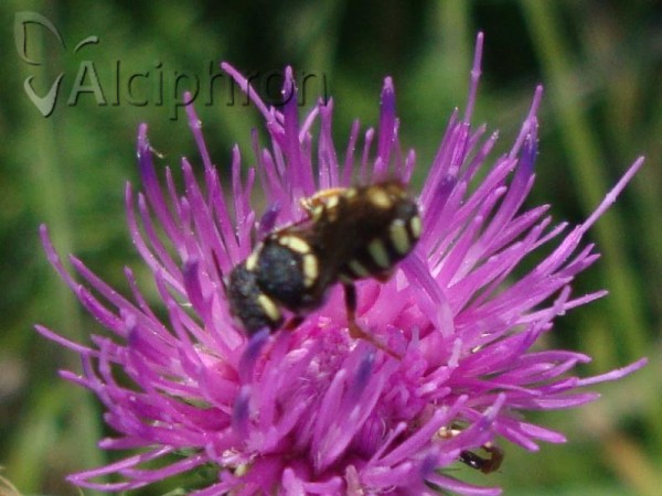 Anthidiellum strigatum