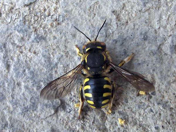 Anthidium florentinum