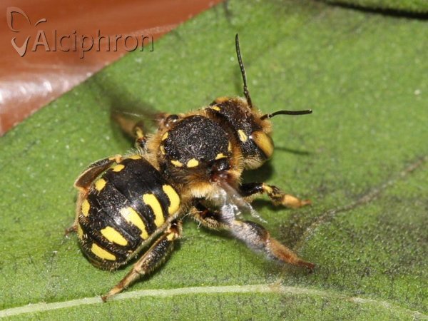 Anthidium manicatum