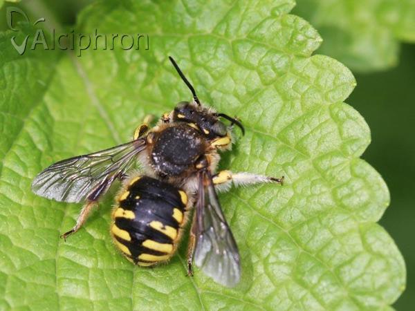 Anthidium manicatum