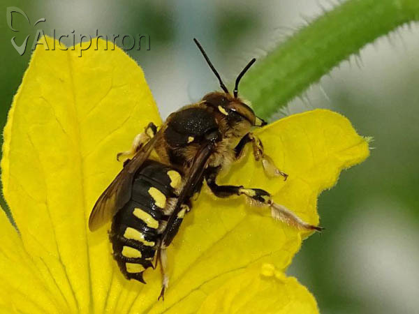 Anthidium manicatum