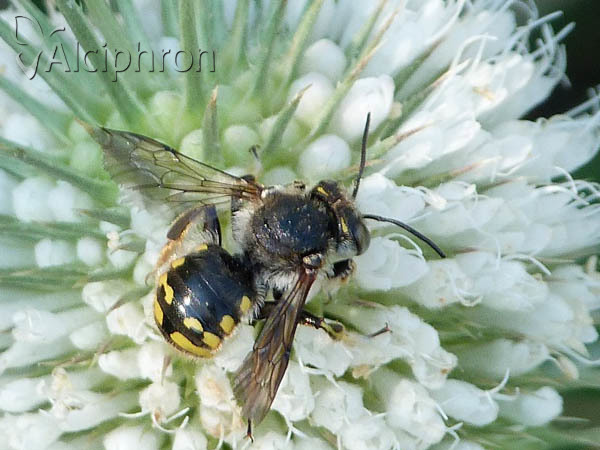 Anthidium manicatum