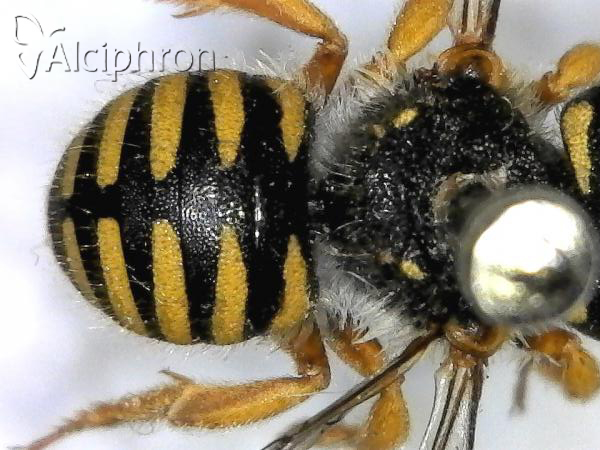Anthidium oblongatum