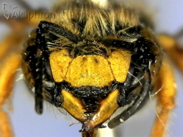 Anthidium oblongatum