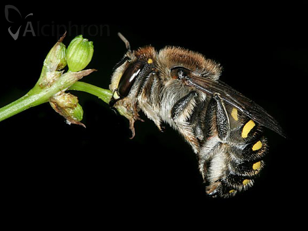 Anthidium septemspinosum
