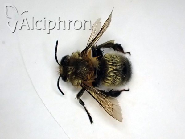 Anthophora plumipes