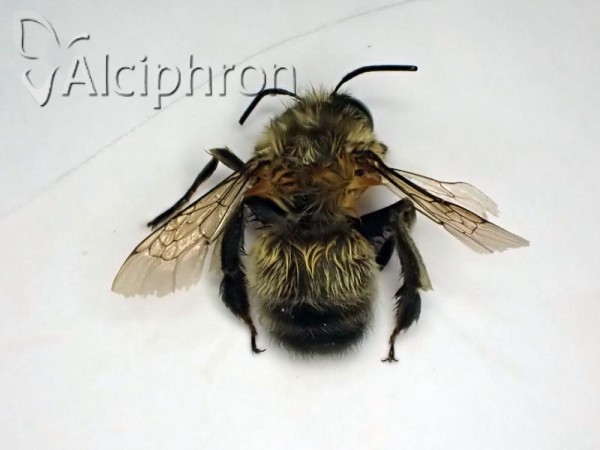 Anthophora plumipes