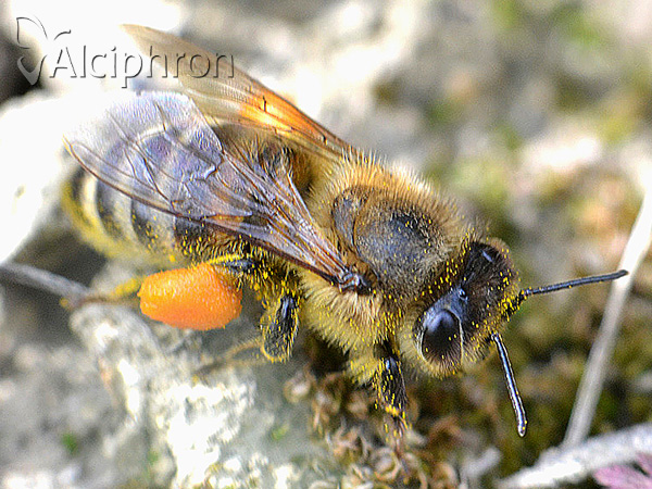 Apis mellifera