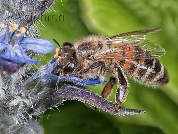Apis mellifera