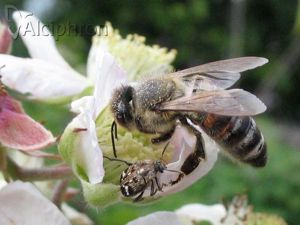 Apis mellifera