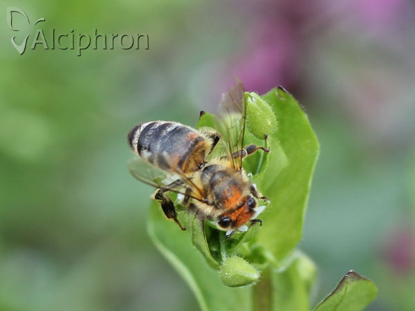 Apis mellifera