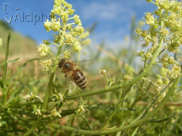Apis mellifera
