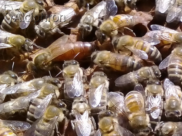 Apis mellifera