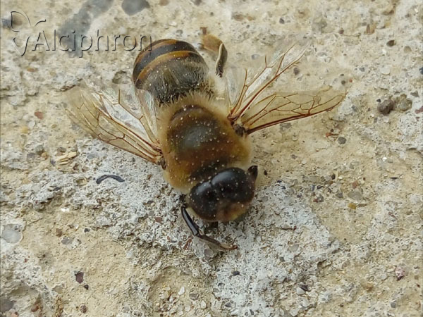Apis mellifera