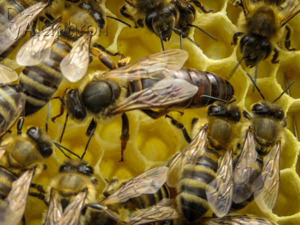 Apis mellifera