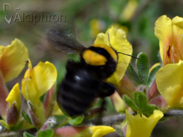 Bombus argillaceus