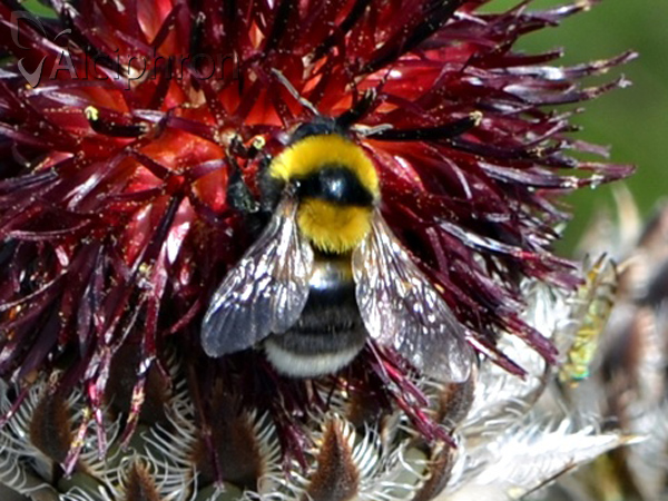 Bombus argillaceus