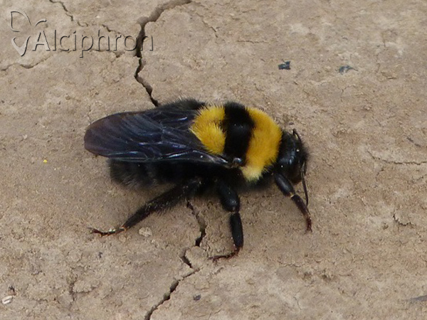 Bombus argillaceus