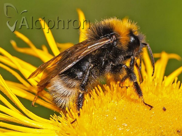 Bombus bohemicus