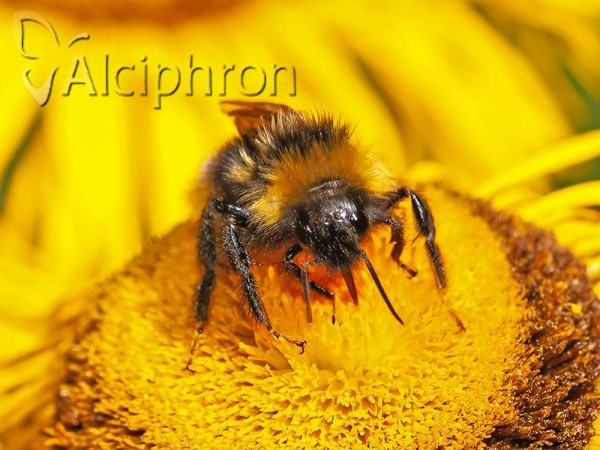 Bombus bohemicus
