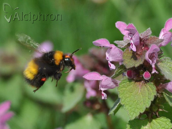 Bombus haematurus
