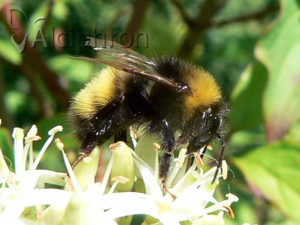 Bombus haematurus