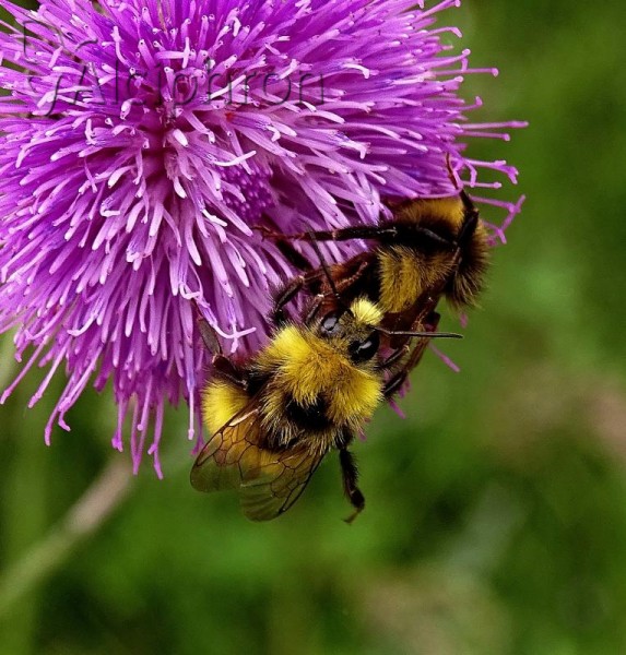 Bombus haematurus