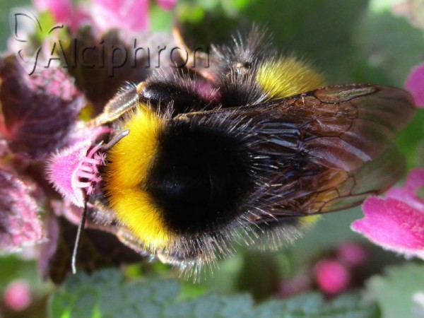 Bombus haematurus