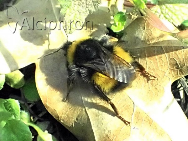 Bombus haematurus