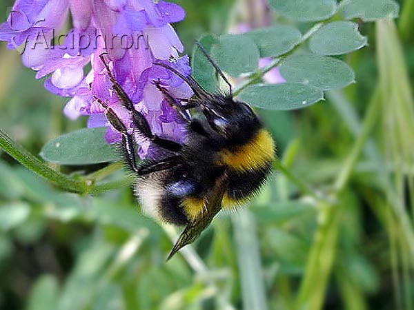 Bombus hortorum