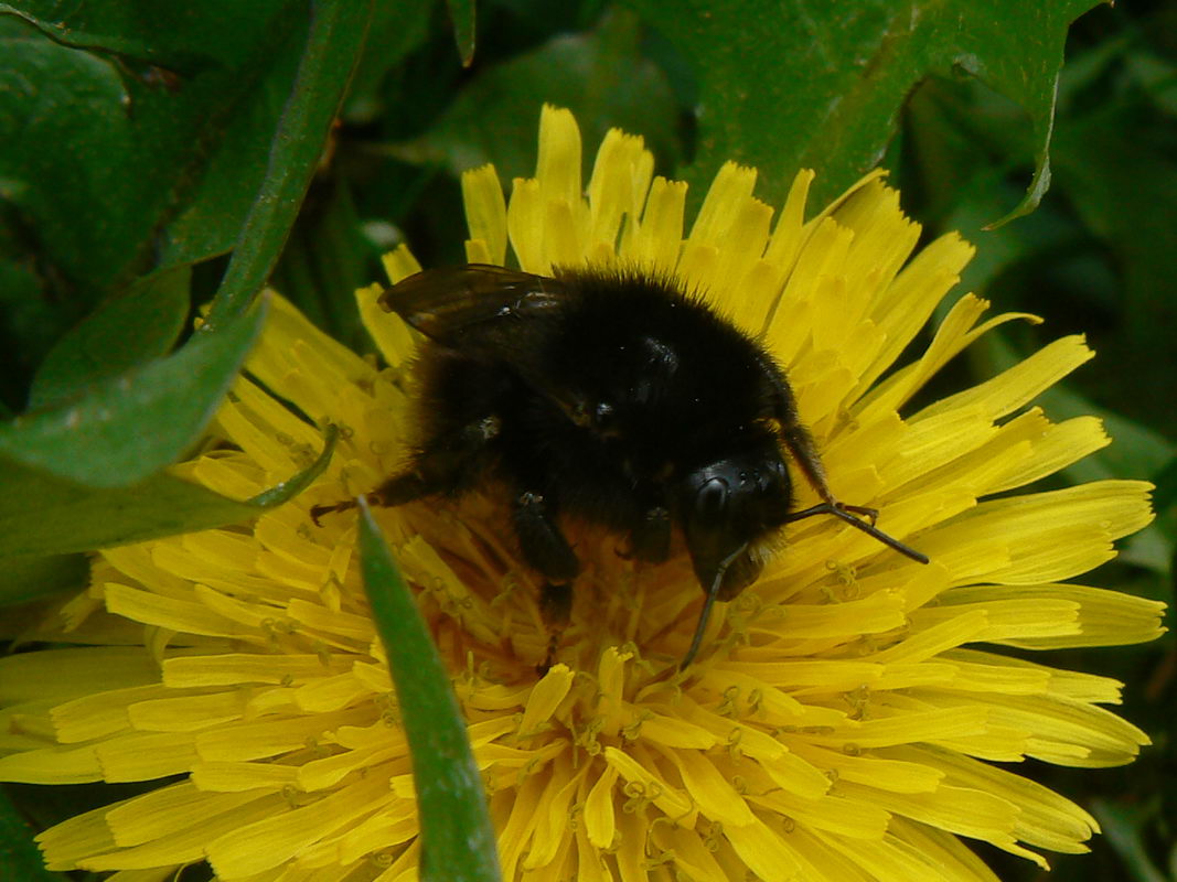 Bombus humilis