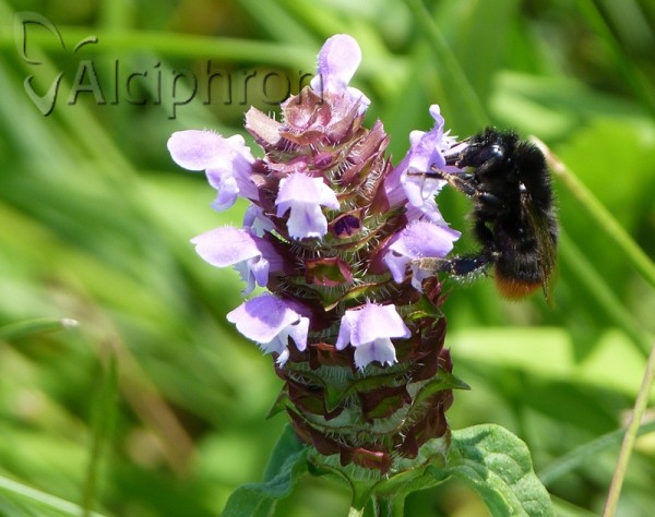 Bombus lapidarius