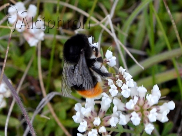 Bombus lapidarius
