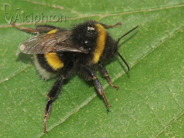 Bombus lucorum
