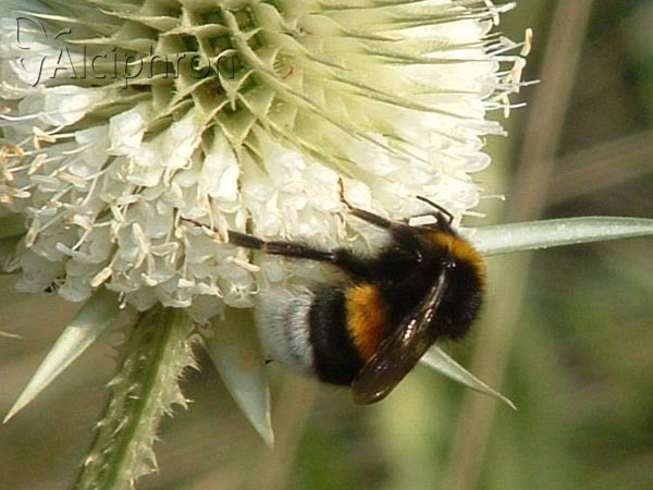 Bombus lucorum