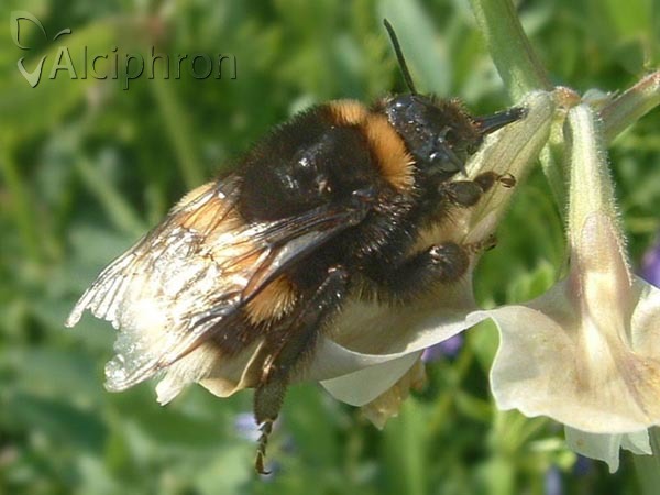 Bombus lucorum