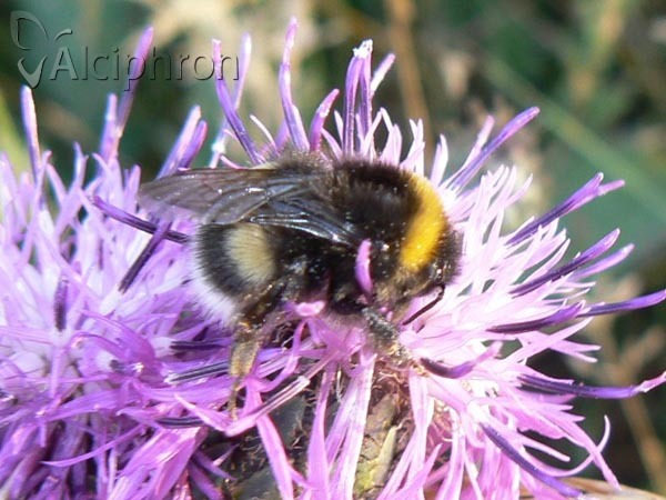 Bombus lucorum