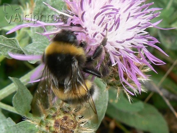 Bombus lucorum