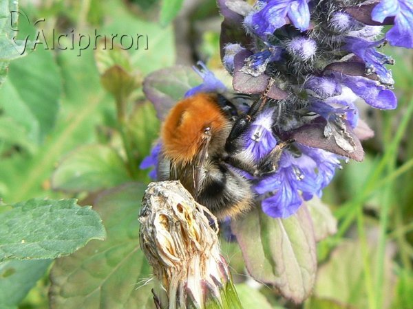 Bombus pascuorum