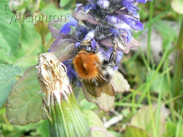 Bombus pascuorum