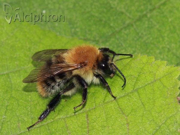 Bombus pascuorum