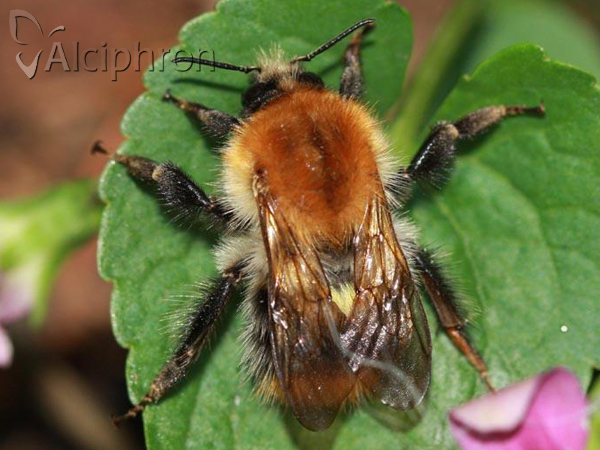 Bombus pascuorum